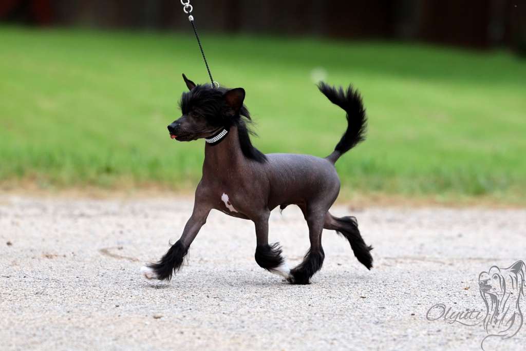 Lacshen's Jet Surprise At Olyuti