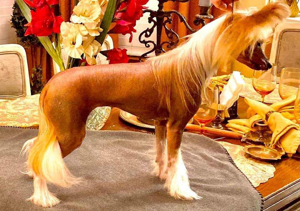 Anna Sky Kennel Nola Skips Cool