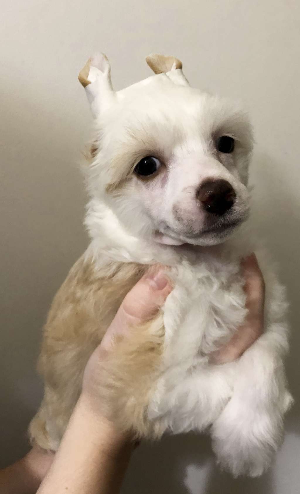 Umberto iz Clana Timurlana