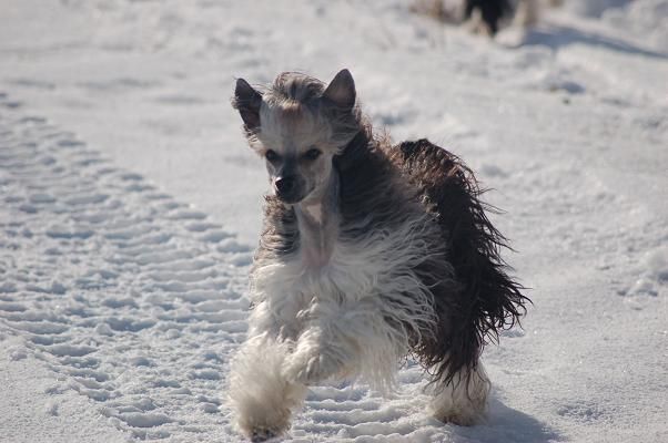 Bed'ykins Son Of Sinner