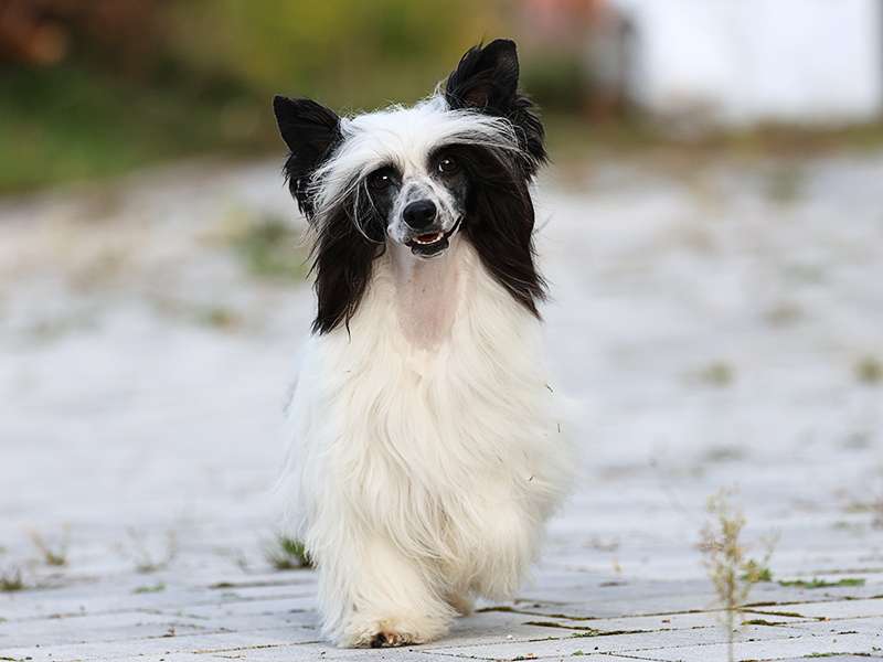 Victory's Laurel Light It Up