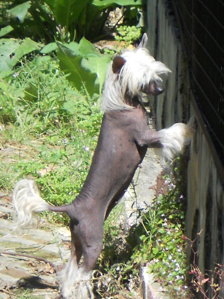 Oriental Jokes Chelsea Love