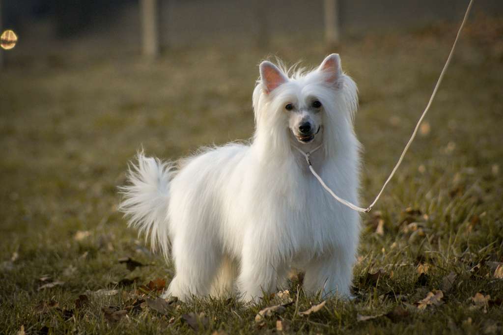 Just Snow White Babe Plysovy pritel