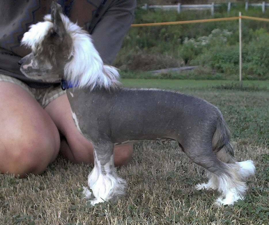 Softail Roadrunner of Dalewood CGC TDI