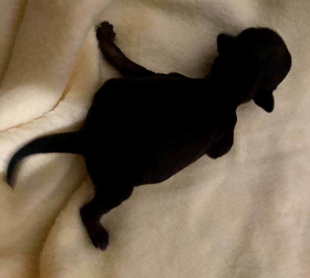 Chic to Chic Bella ciao