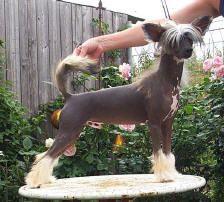 Latin Lover von Shinbashi