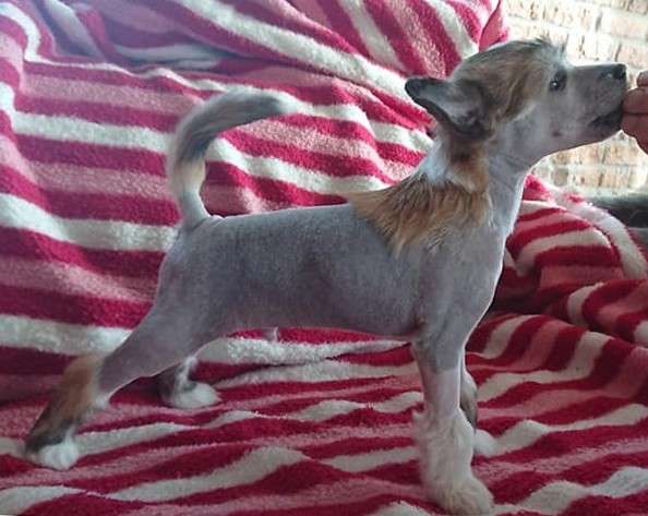 Proud Pony Rainbow in the Dark