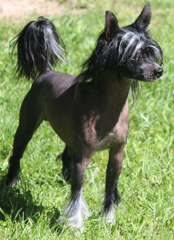 Palmetto's Dead Man's Chest