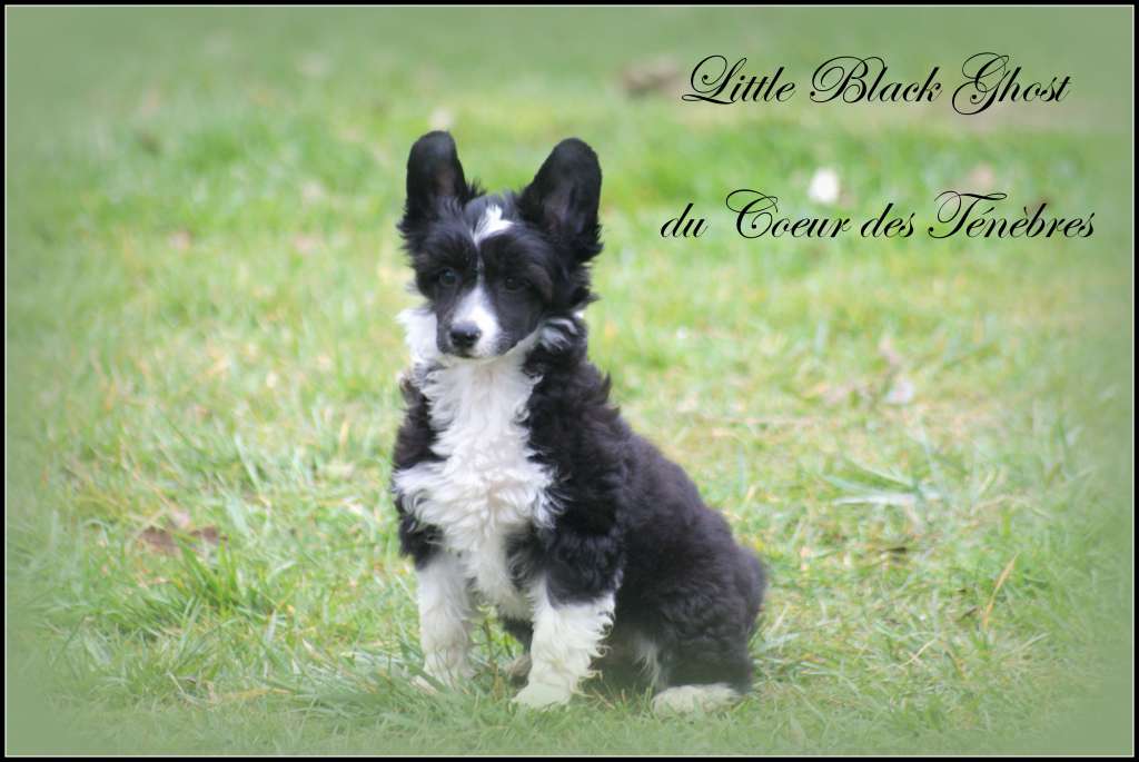 Little Black Ghost Du Coeur Des Tenebres