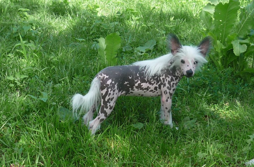 Legion of Dream Wanda Beauty