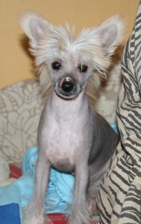 Qu-ya-va's Gixing Cunzhe