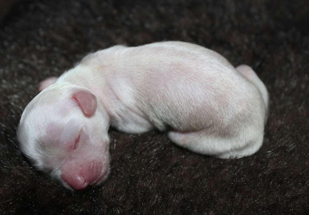 Charuyuschiy Soblazn Enn Honey Gold