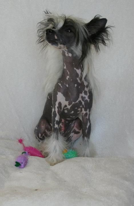 G'm Heimana Du Domaine de Cha Su Bao