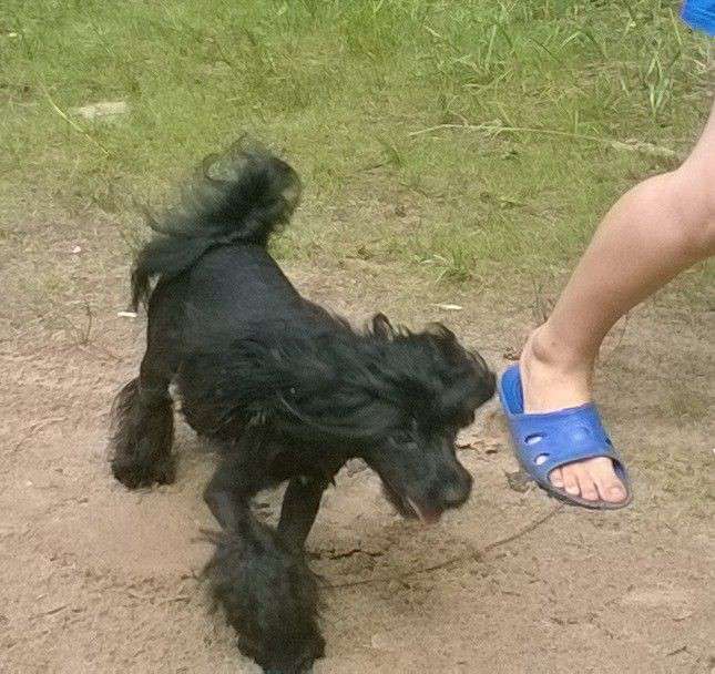 Naimuluna Line Pasjans (puff)