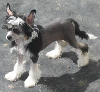 Secrethaven Céleste De Nu Poil