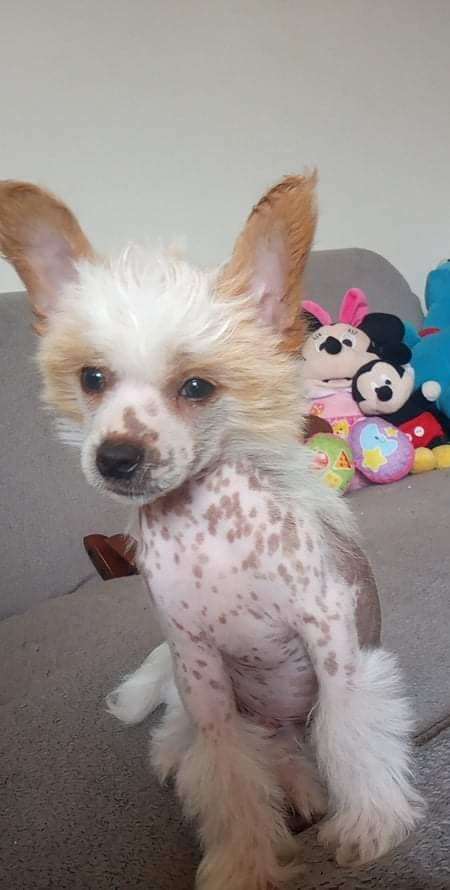 Il était une fois Unchained Django