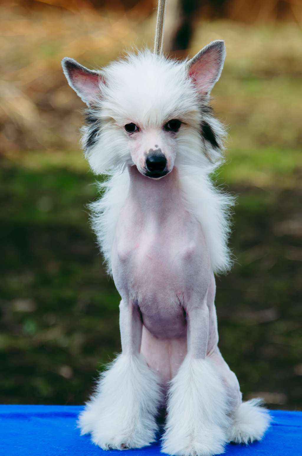 Hohlatiy Glamour HEMMI