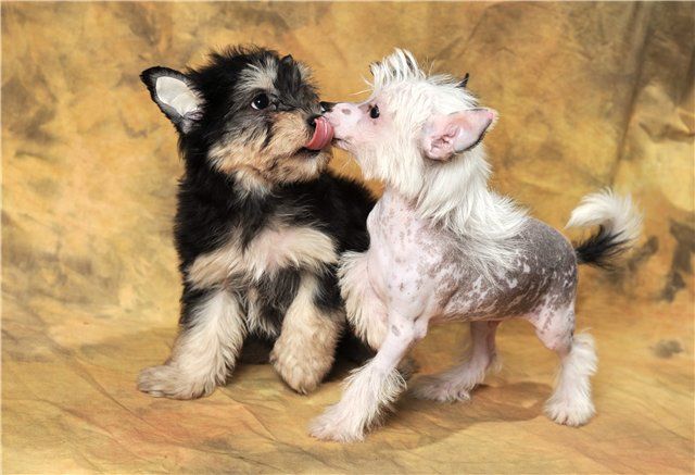 Zander del Rio Zingall Roz