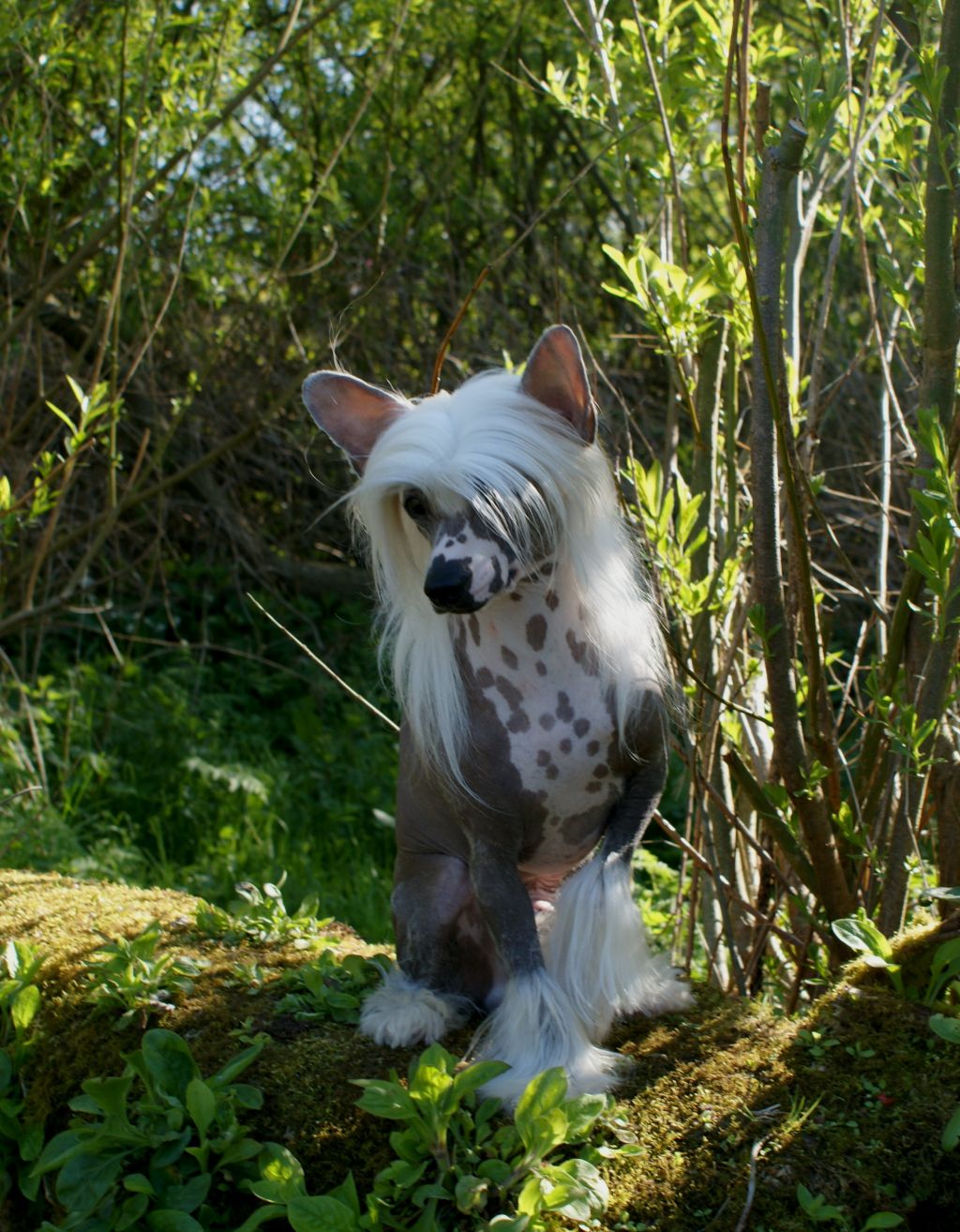 Shulune Cruising On Air