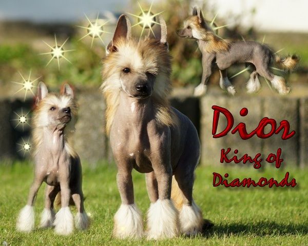 Dior King of Diamonds