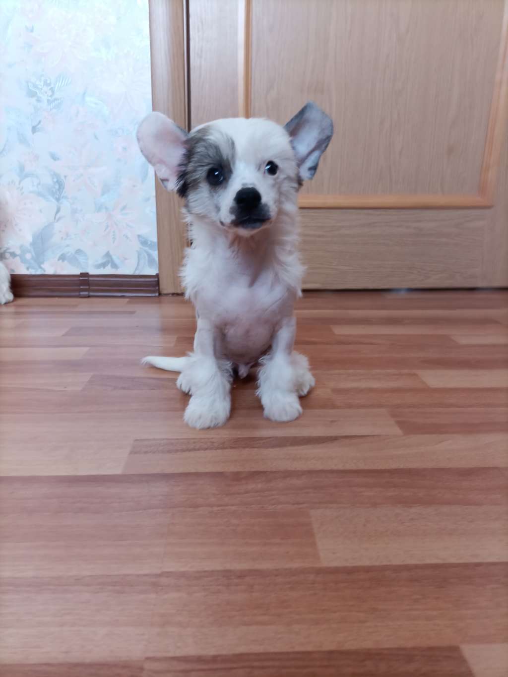 Kovimoti Pablo Qintanillja Honda