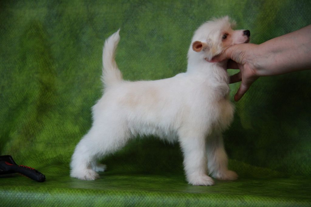 Zheneva-Debjut Evolution