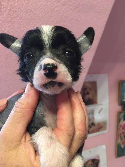 Chicago Sweet Moments