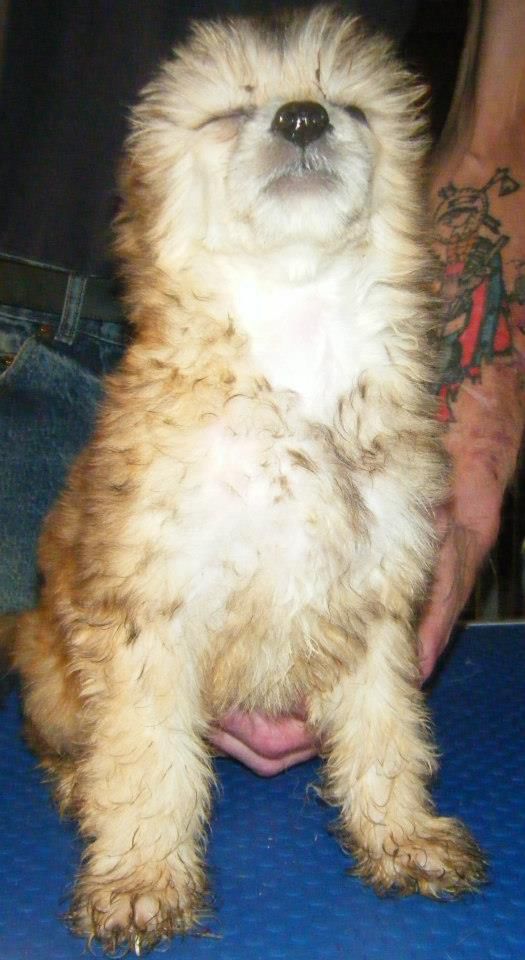 Frionariz Cristals Chanel