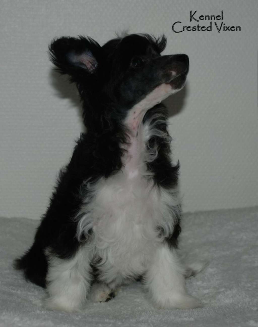 Crested Vixen's Within Temptation