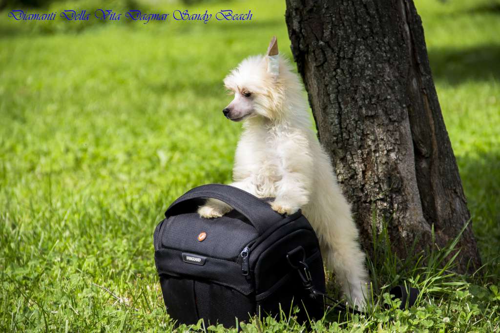 Diamanti Della Vita Dagmar Sandy Beach