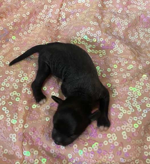 Jamming's Samuel L Jackson