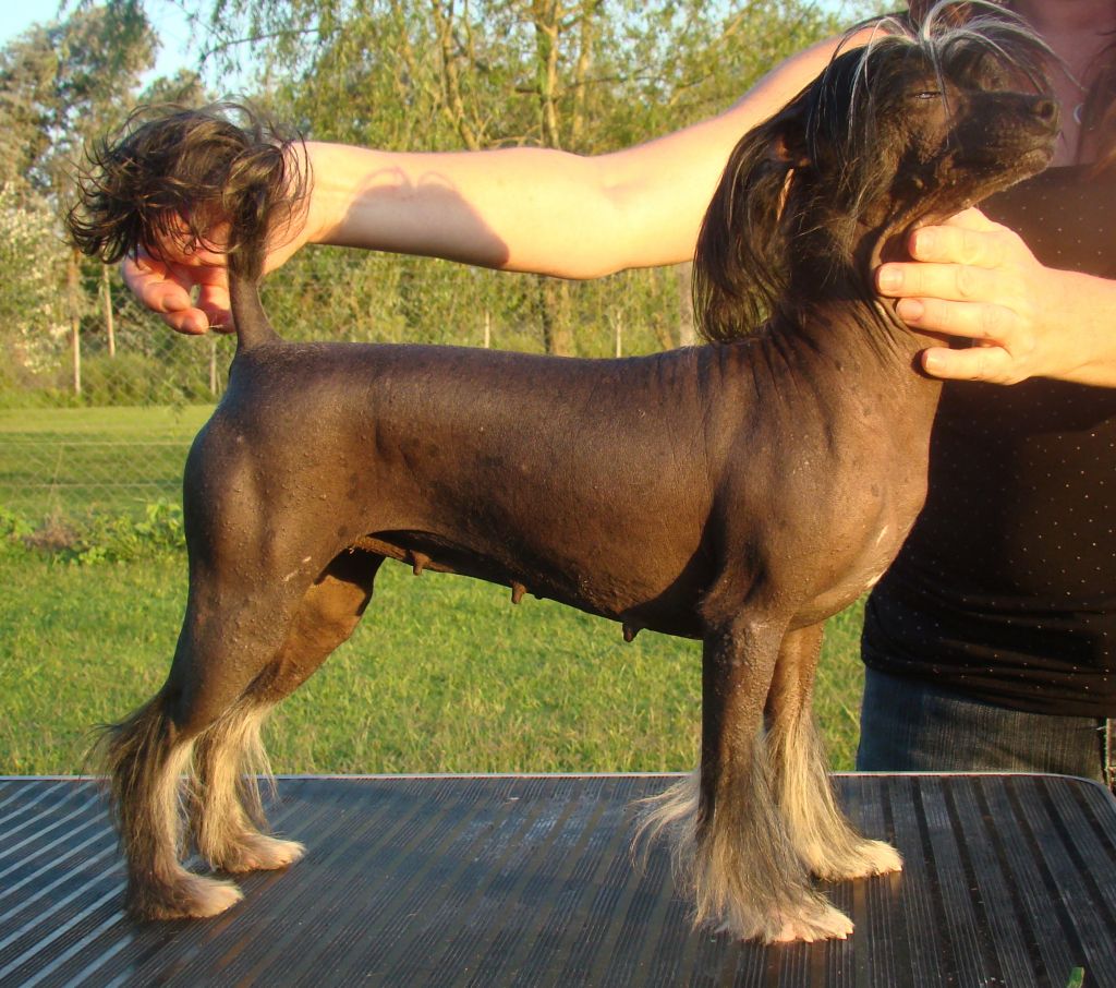 Ambar de Tierras Lejanas