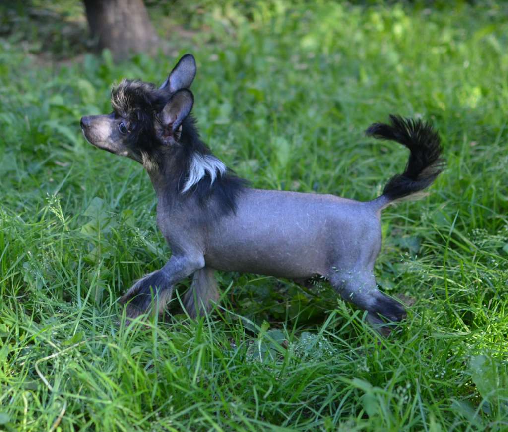 Magic of Success Gabriel