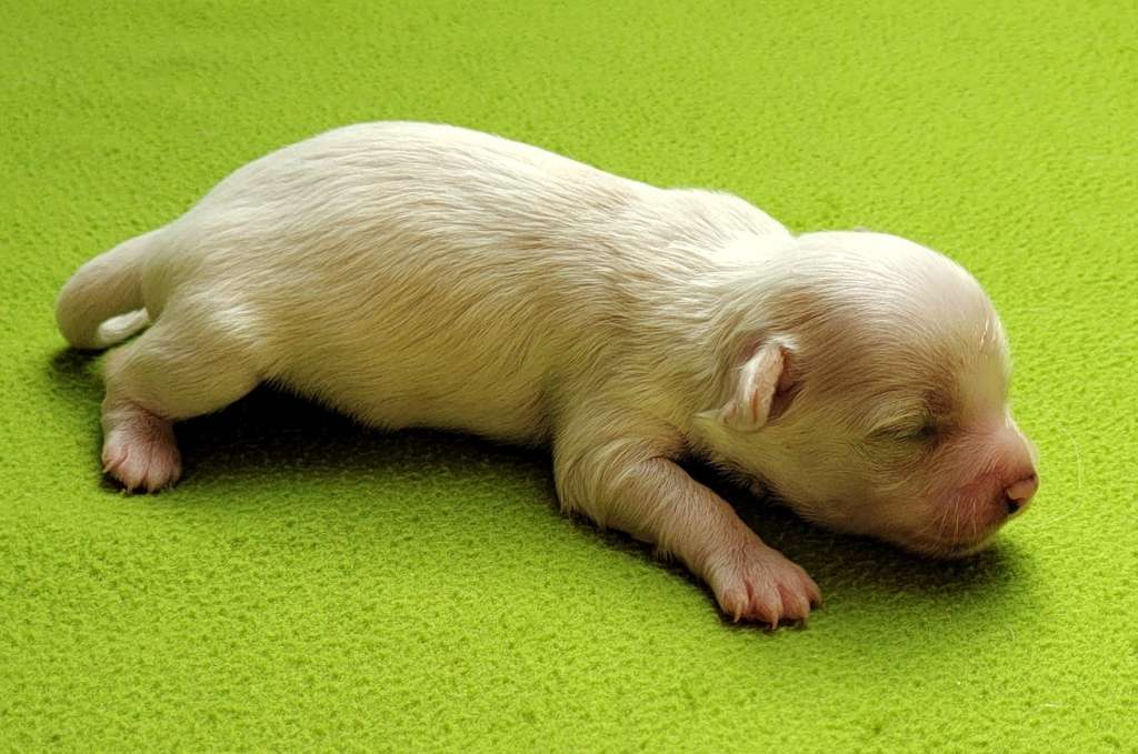 Tamiami's Charleston