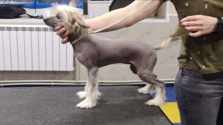 Vaselina Iz Chudnoy Doliny