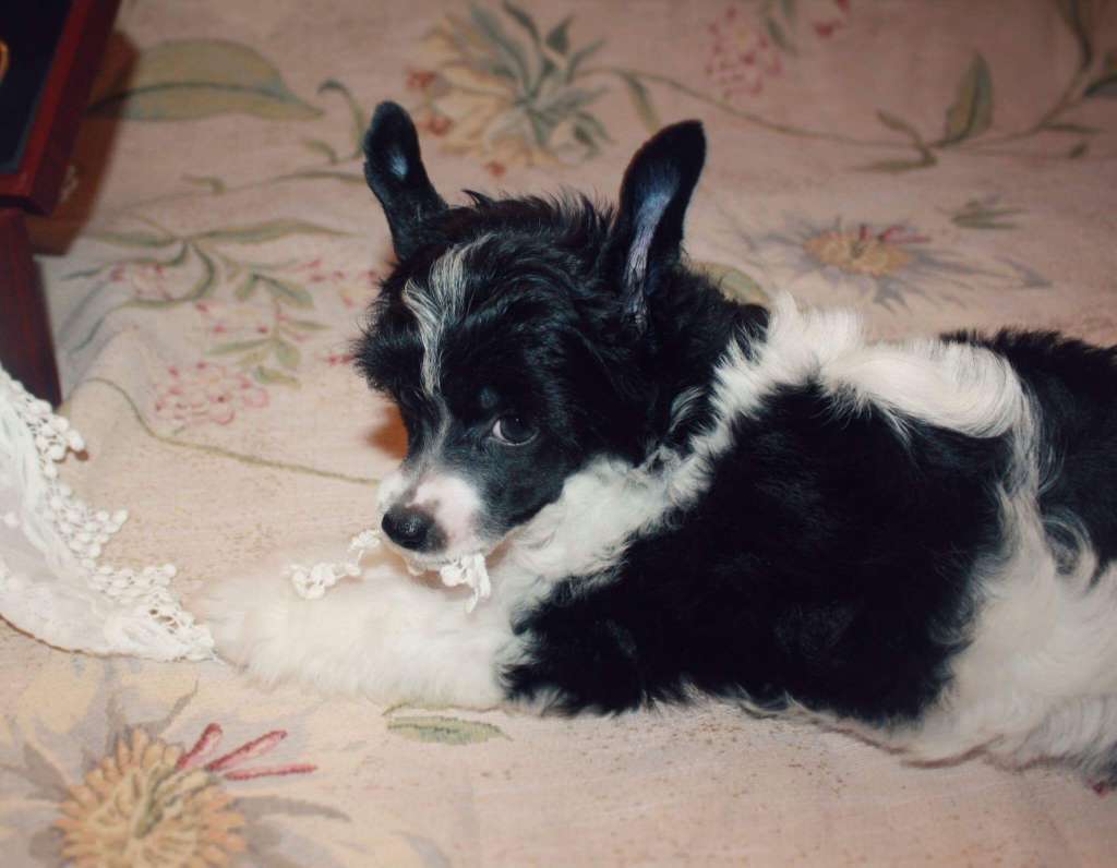 Feldeiso Ebony Clever