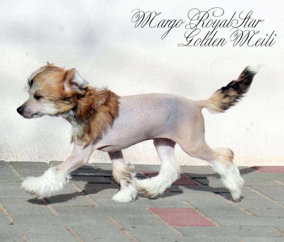 Margo RoyalStar Golden Meili