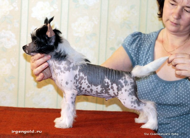 Irgen Gold Cezanne Paul 