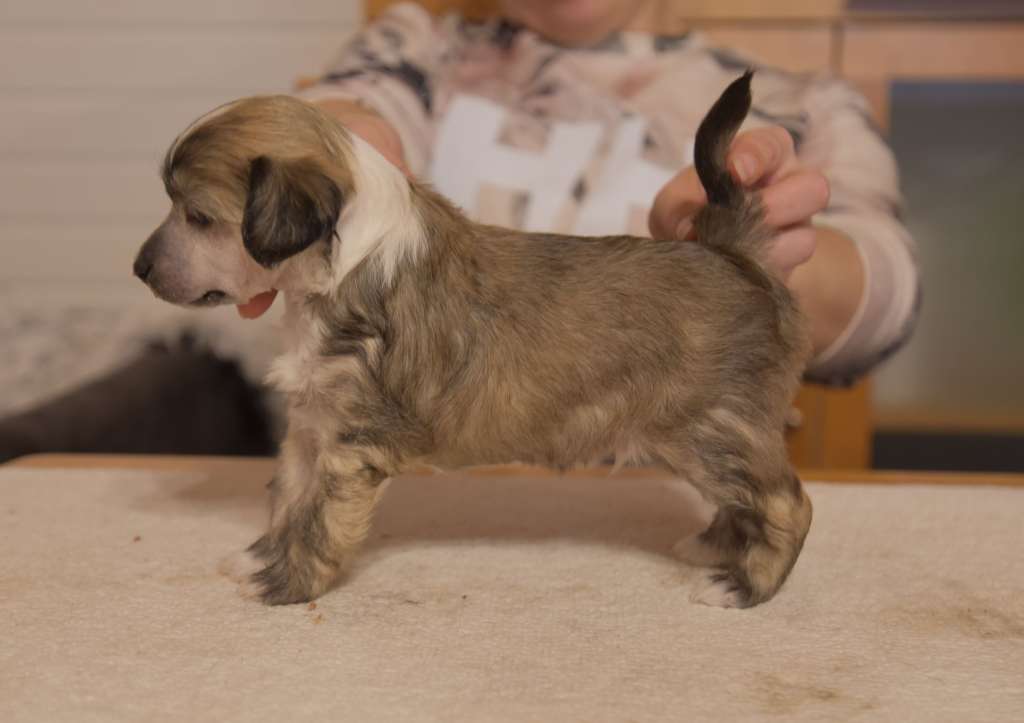 Royalette's Inside The Fire