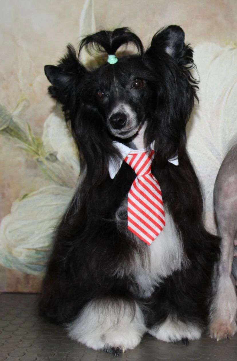 Zodiac Winning Smile