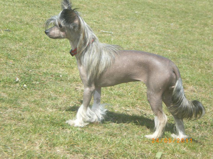 Starside Sugar Kisses