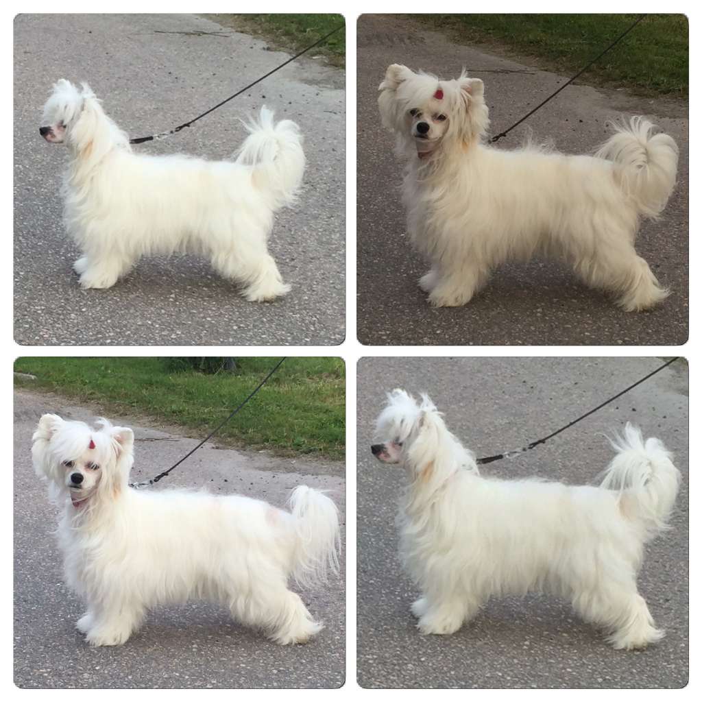 Jean Dark Hello Darling