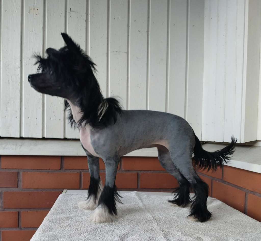 Crestwood Sticky Lollipop