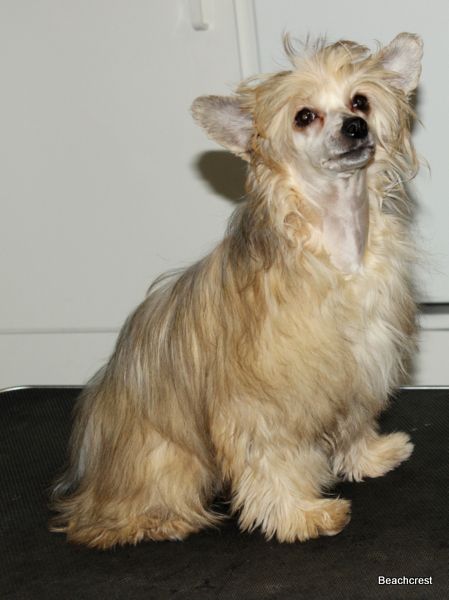 Beachcrest Electric Suzie