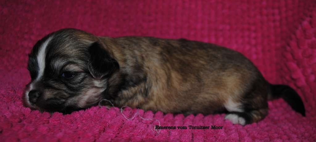 Emerenz vom Tornitzer Moor