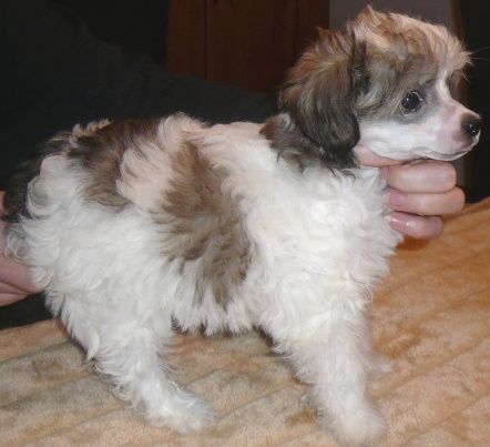 Noraya new Need of Powder Dream 