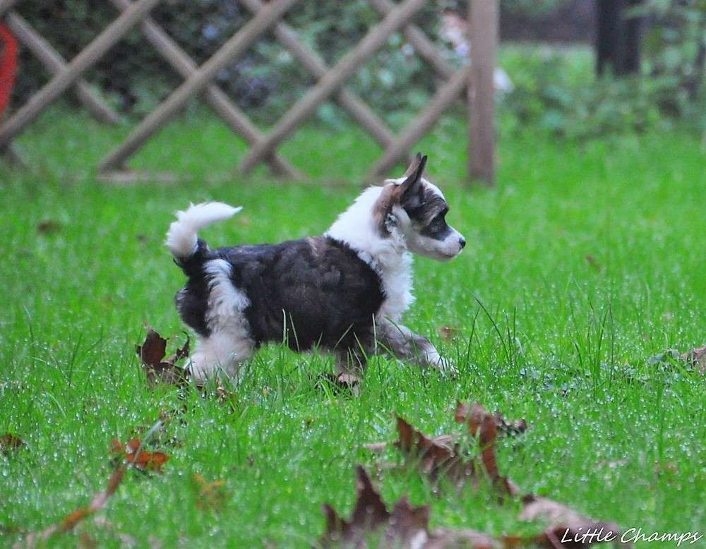 Techno Little Champs