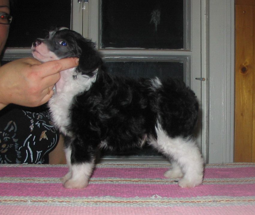 Viuvaun Mikko Mallikas