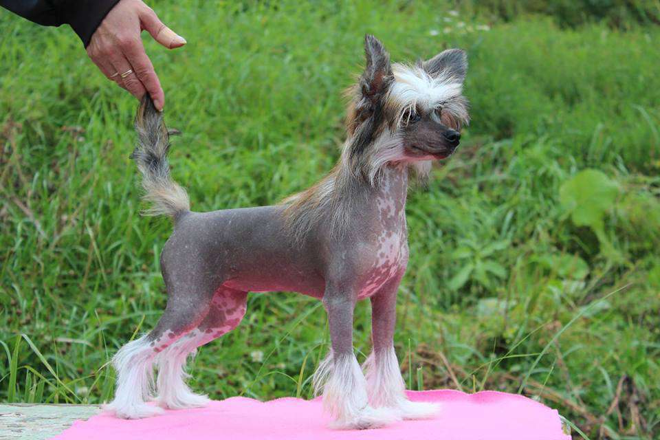 Glenlife Angel Doll To All