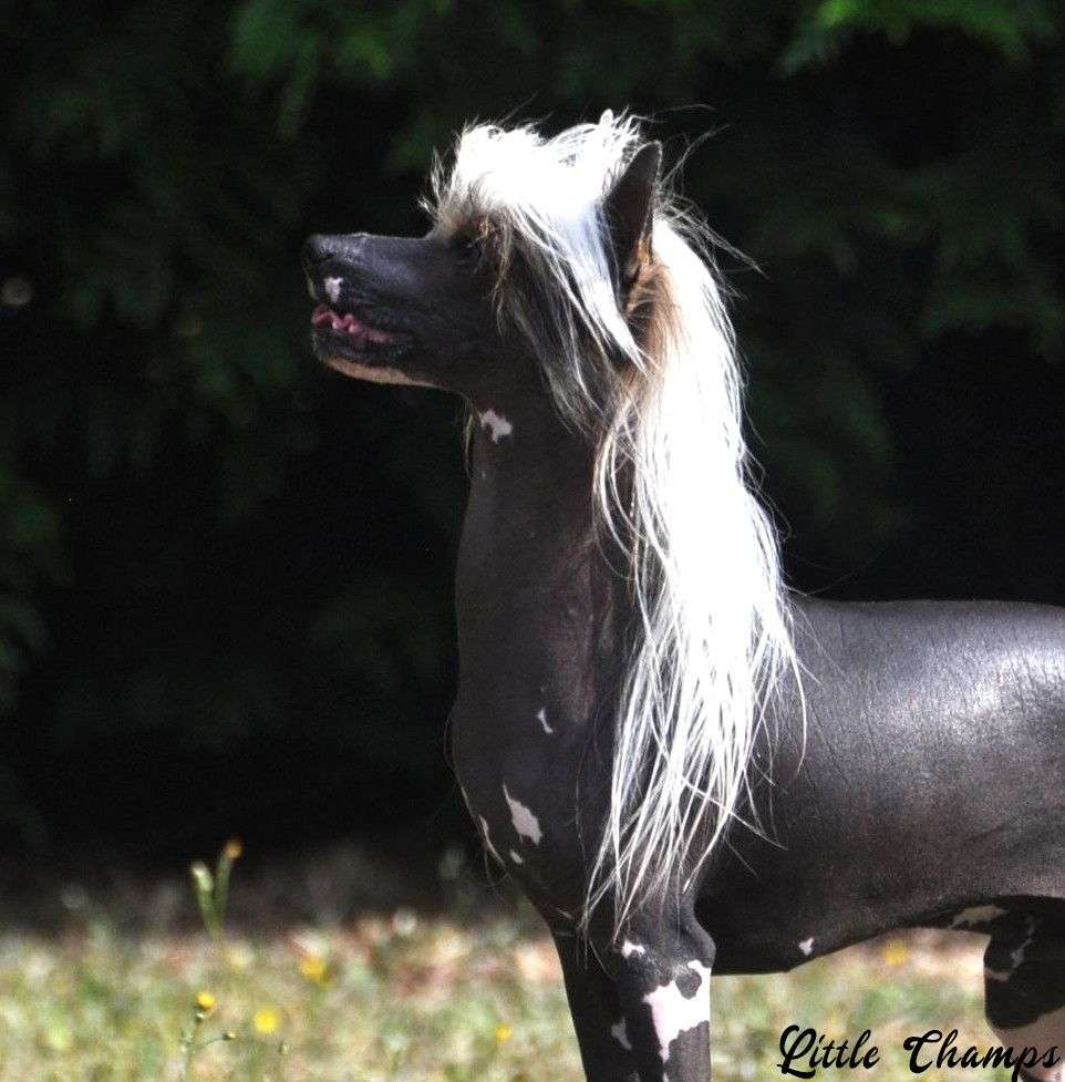 Tacotac Little Champs